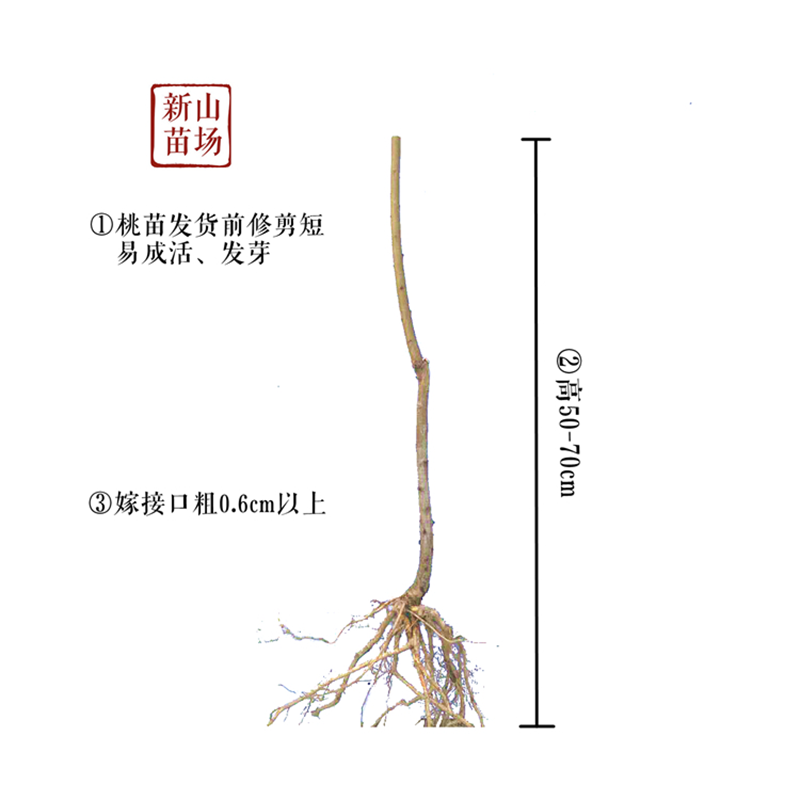锦香黄桃苗黄金蜜一号桃树苗金灿早熟黄桃苗新品种