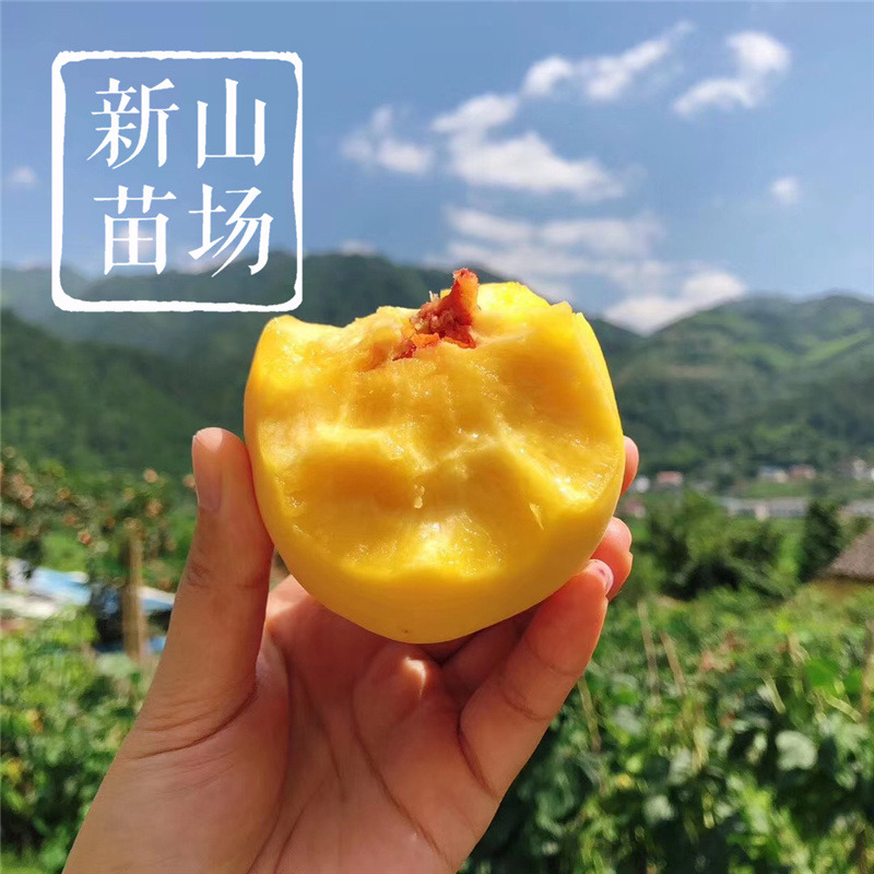 锦花黄桃苗晚熟黄桃树苗奉贤黄桃苗嫁接桃树苗