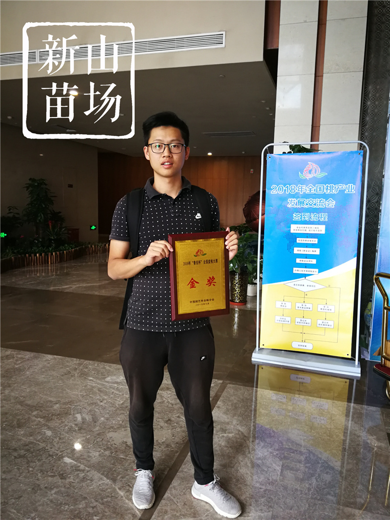 金冠黄桃树苗金凤黄桃锦春早熟黄桃树苗黄金蜜黄桃苗