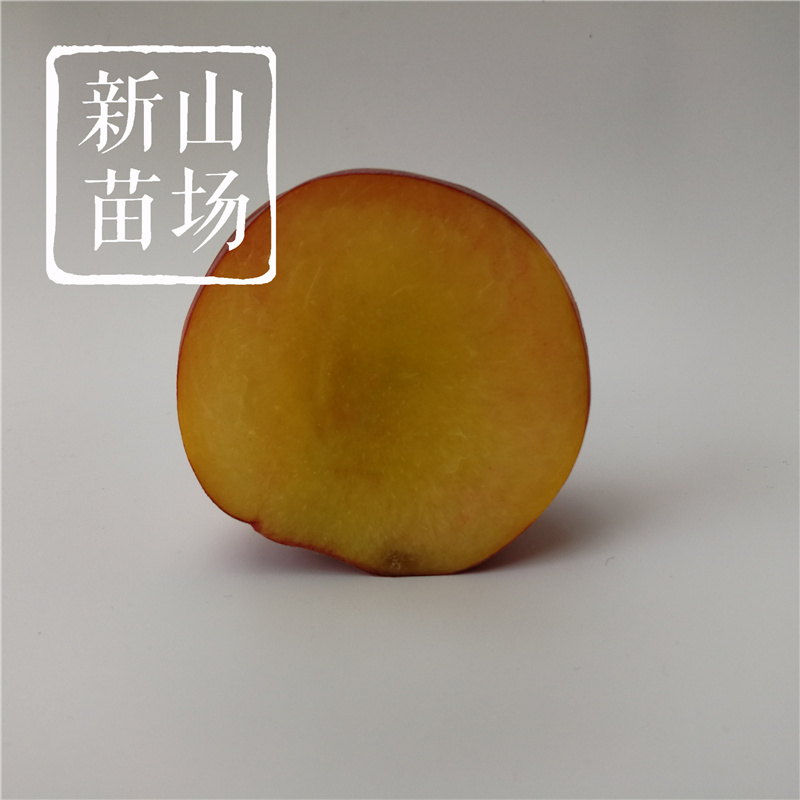 金冠黄桃树苗金凤黄桃锦春早熟黄桃树苗黄金蜜黄桃苗