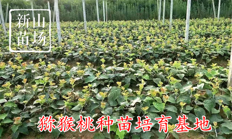 G3猕猴桃苗g3阳光金果黄心猕猴桃苗新西兰奇异果树苗