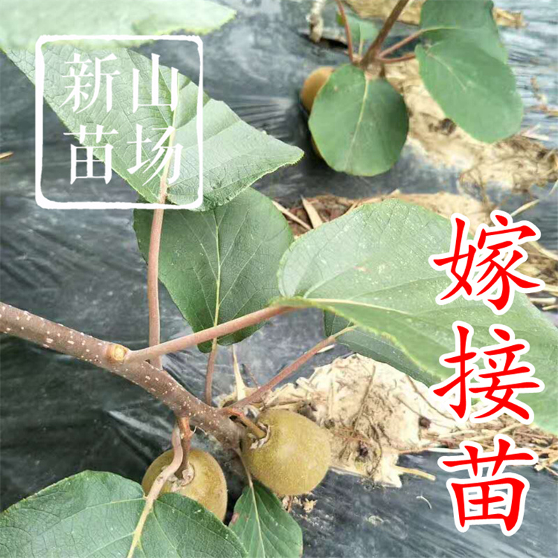 G3猕猴桃苗g3阳光金果黄心猕猴桃苗新西兰奇异果树苗