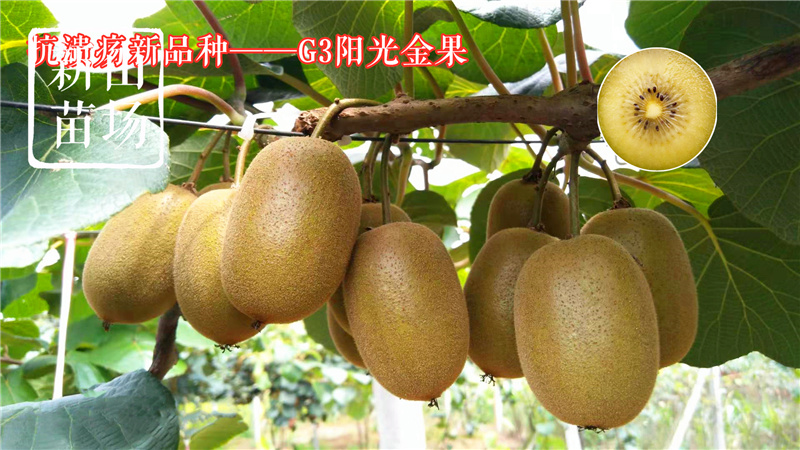 G3猕猴桃苗g3阳光金果黄心猕猴桃苗新西兰奇异果树苗