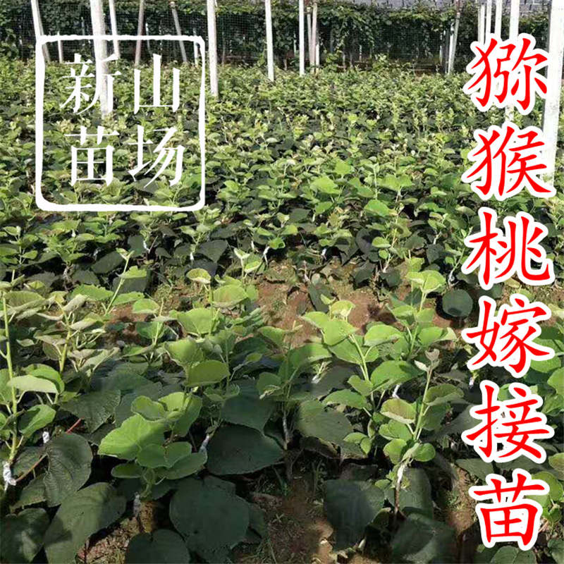 G3猕猴桃苗g3阳光金果黄心猕猴桃苗新西兰奇异果树苗