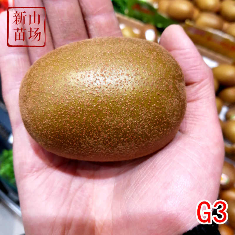 G3猕猴桃苗g3阳光金果黄心猕猴桃苗新西兰奇异果树苗
