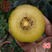 G3猕猴桃苗g3阳光金果黄心猕猴桃苗新西兰奇异果树苗