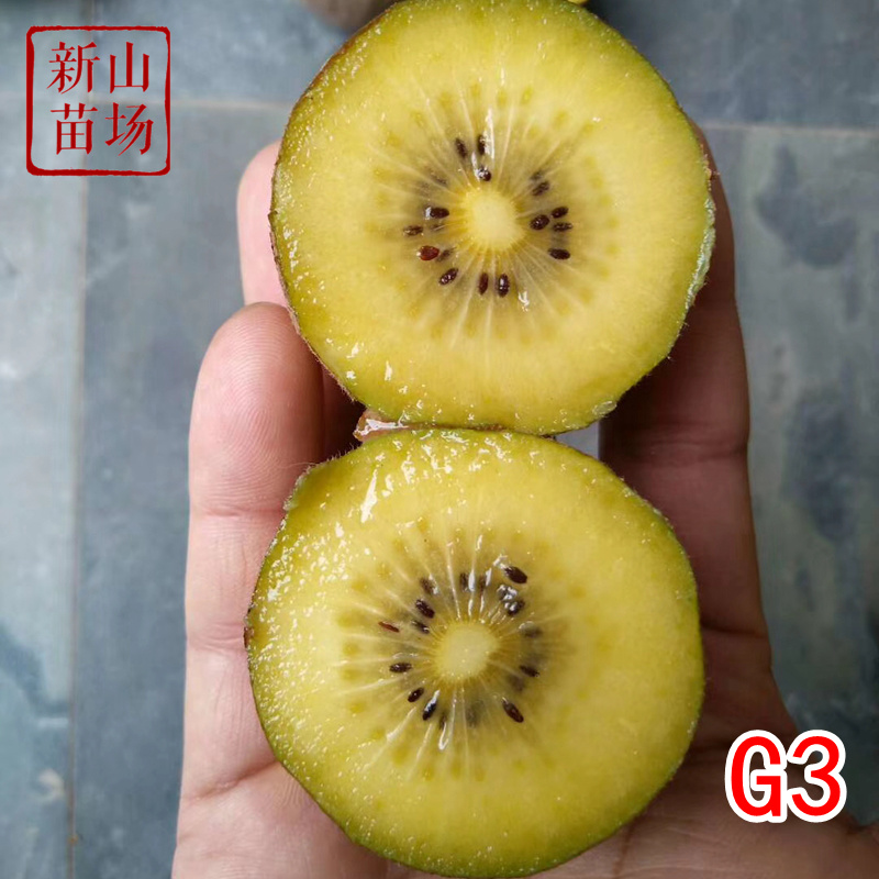 G3猕猴桃苗g3阳光金果黄心猕猴桃苗新西兰奇异果树苗