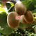 G3猕猴桃苗g3阳光金果黄心猕猴桃苗新西兰奇异果树苗