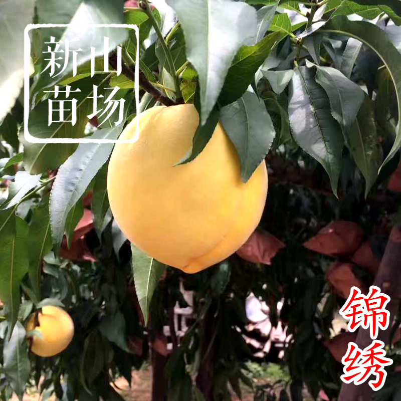 锦绣黄桃苗黄桃苗上海奉贤嘉善炎陵黄桃树苗新品种