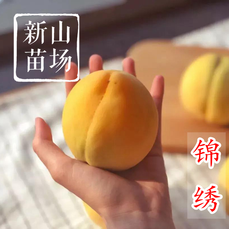 锦绣黄桃苗黄桃苗上海奉贤嘉善炎陵黄桃树苗新品种