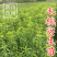 毛桃树苗毛桃苗占地实生桃树苗野桃树苗桃砧木苗