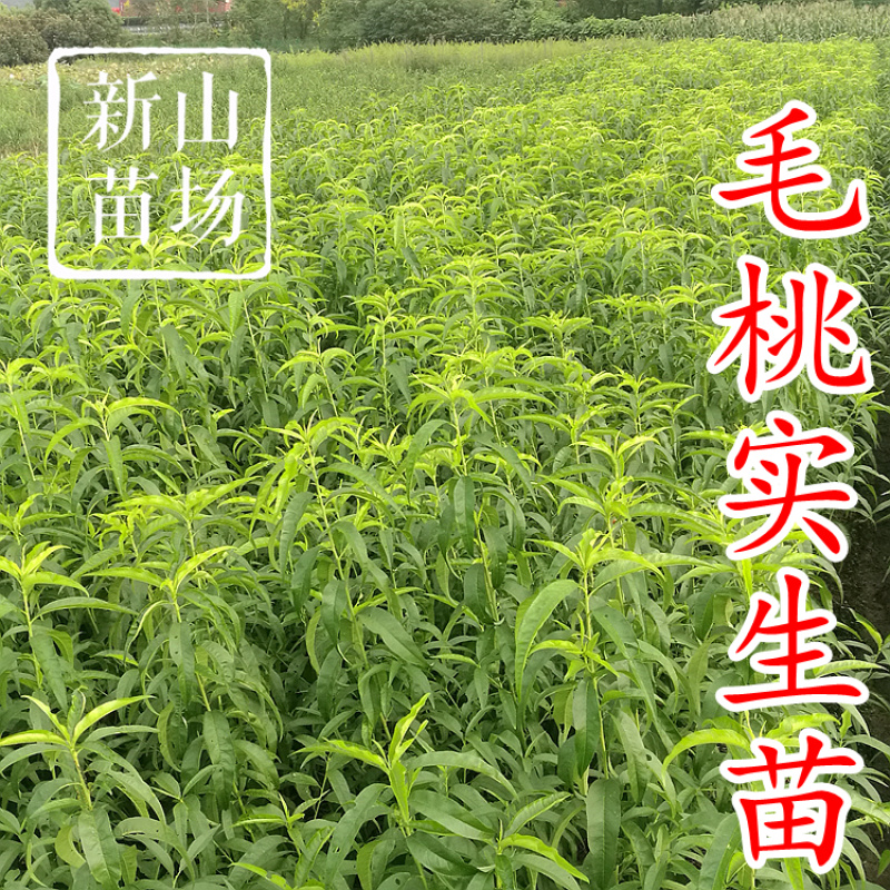 毛桃树苗毛桃苗占地实生桃树苗野桃树苗桃砧木苗