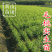 毛桃树苗毛桃苗占地实生桃树苗野桃树苗桃砧木苗