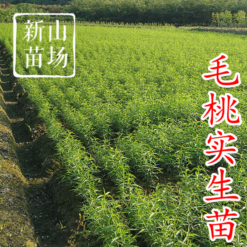 毛桃树苗毛桃苗占地实生桃树苗野桃树苗桃砧木苗