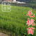 毛桃树苗毛桃苗占地实生桃树苗野桃树苗桃砧木苗