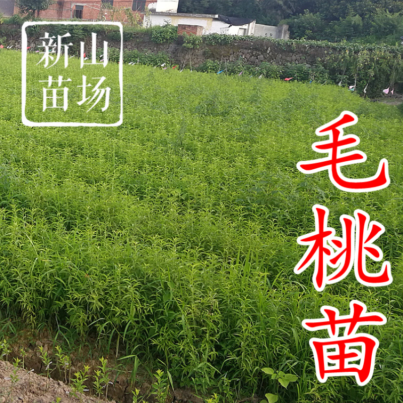 毛桃树苗毛桃苗占地实生桃树苗野桃树苗桃砧木苗