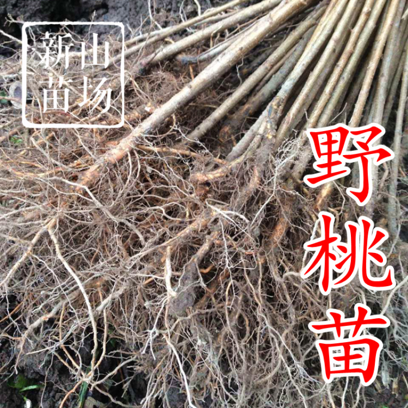 毛桃树苗毛桃苗占地实生桃树苗野桃树苗桃砧木苗