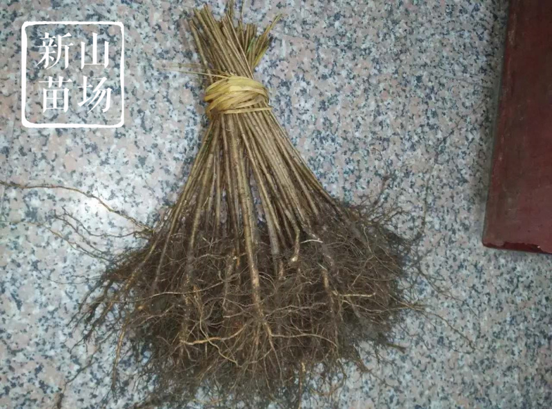 毛桃树苗毛桃苗占地实生桃树苗野桃树苗桃砧木苗