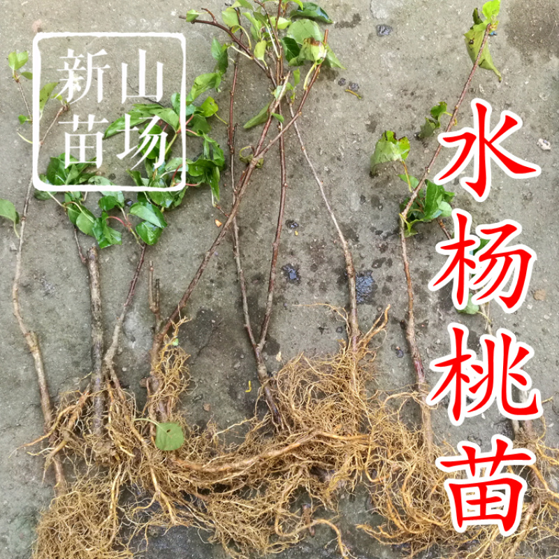 水杨桃苗水洋桃树苗猕猴桃砧木苗实生猕猴桃苗【抗涝】