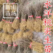 水杨桃苗水洋桃树苗猕猴桃砧木苗实生猕猴桃苗【抗涝】