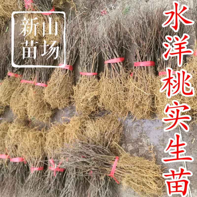 水杨桃苗水洋桃树苗猕猴桃砧木苗实生猕猴桃苗【抗涝】