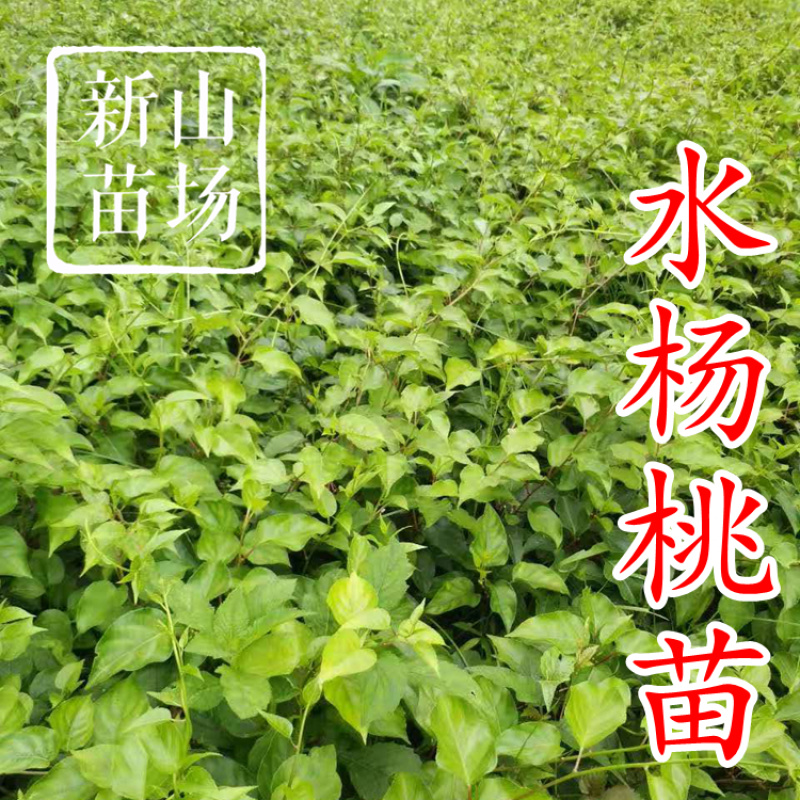 水杨桃苗水洋桃树苗猕猴桃砧木苗实生猕猴桃苗【抗涝】
