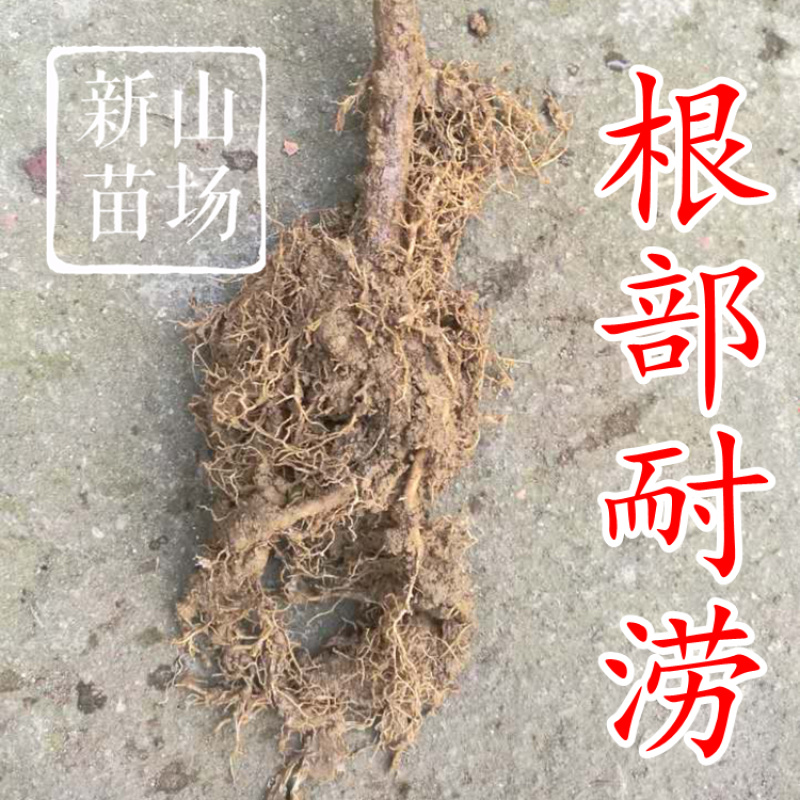 水杨桃苗水洋桃树苗猕猴桃砧木苗实生猕猴桃苗【抗涝】