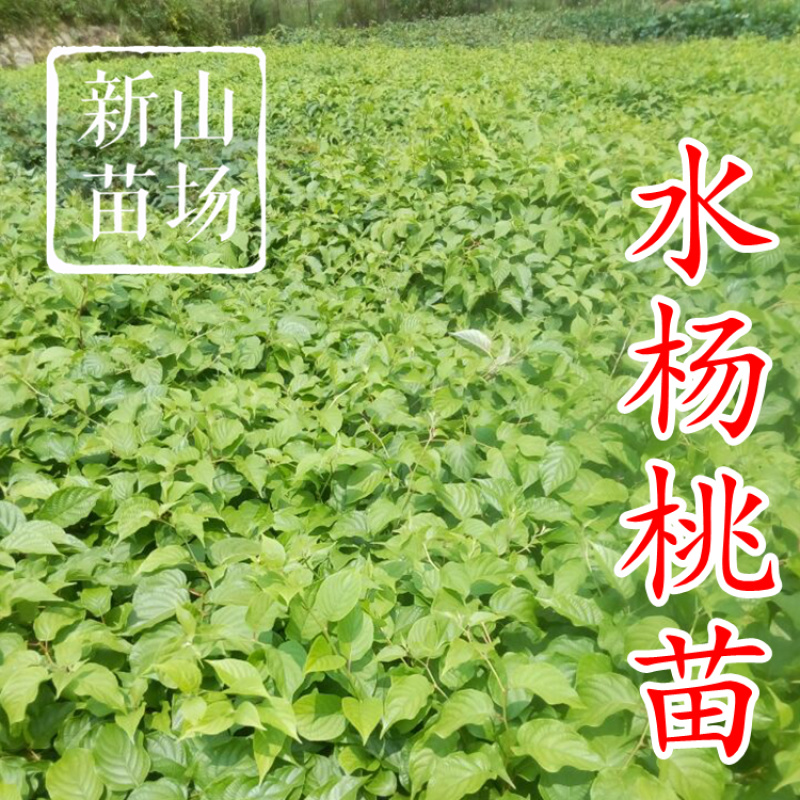 水杨桃苗水洋桃树苗猕猴桃砧木苗实生猕猴桃苗【抗涝】
