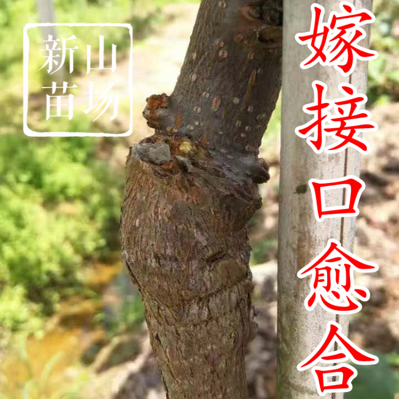 水杨桃苗水洋桃树苗猕猴桃砧木苗实生猕猴桃苗【抗涝】