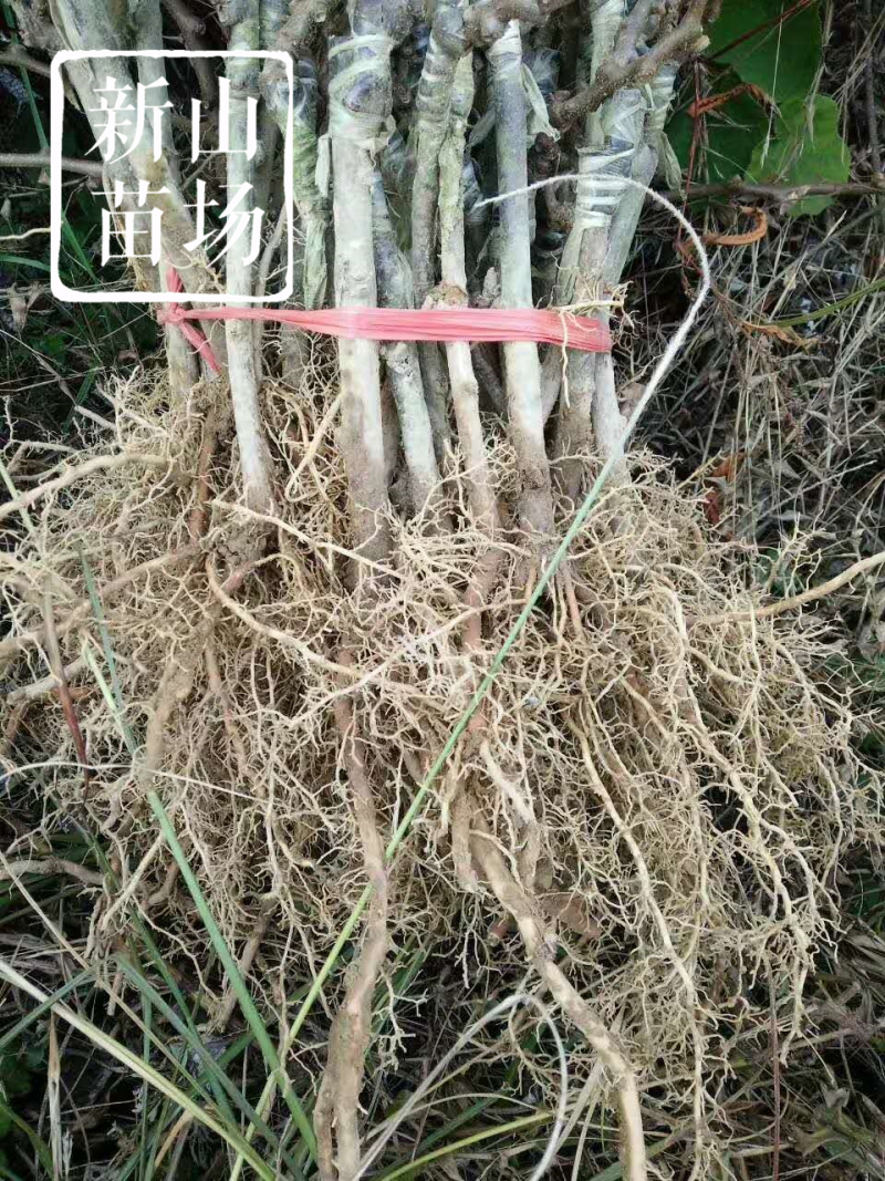 水杨桃苗水洋桃树苗猕猴桃砧木苗实生猕猴桃苗【抗涝】