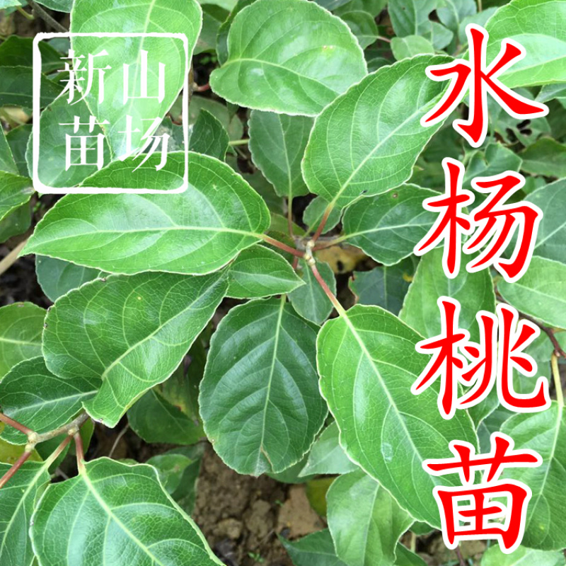 水杨桃苗水洋桃树苗猕猴桃砧木苗实生猕猴桃苗【抗涝】