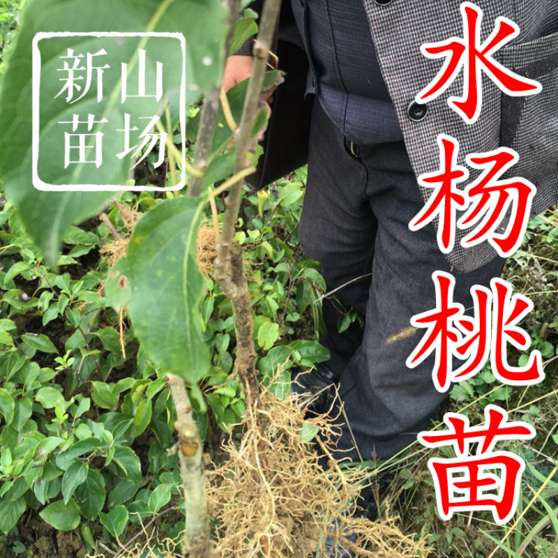水杨桃苗水洋桃树苗猕猴桃砧木苗实生猕猴桃苗【抗涝】