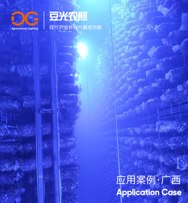 食用菌补光灯蘑菇助长灯催菇出菇期蓝光灯子实体生长灯
