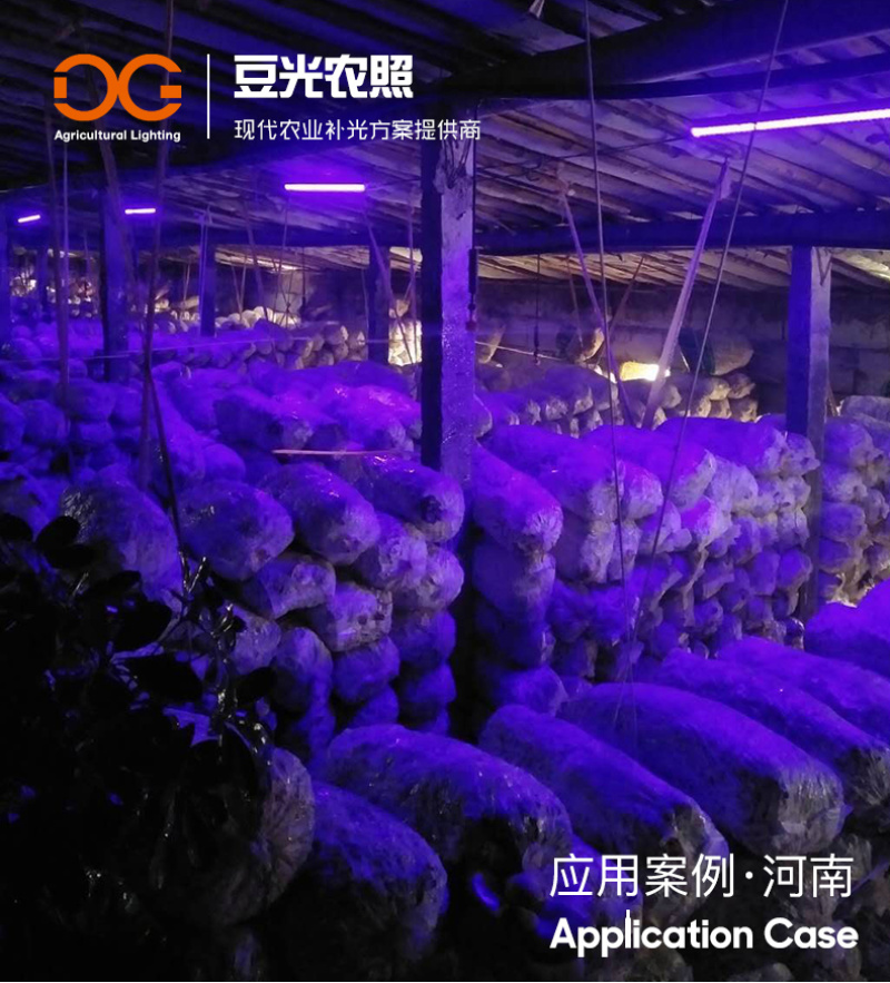 食用菌补光灯蘑菇助长灯催菇出菇期蓝光灯子实体生长灯