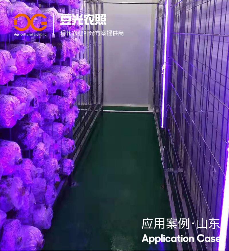 食用菌补光灯蘑菇助长灯催菇出菇期蓝光灯子实体生长灯