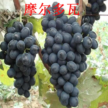 摩尔多瓦葡萄苗基地直发，纯度保证