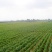 摩尔多瓦葡萄苗基地直发，纯度保证