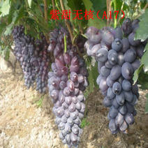 紫甜无核葡萄苗基地繁育，保证纯度，包成活率