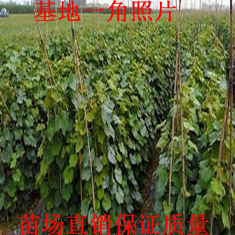 紫甜无核葡萄苗基地繁育，保证纯度，包成活率