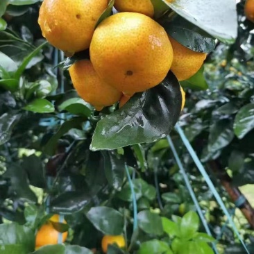 八月糖桔