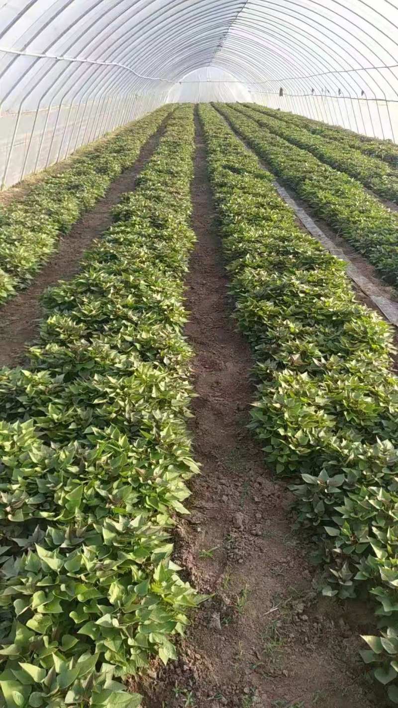 红薯苗商薯西瓜红小番薯紫薯自己提供的脱毒红薯苗