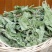 包邮薄荷叶一公斤起卖量大从优