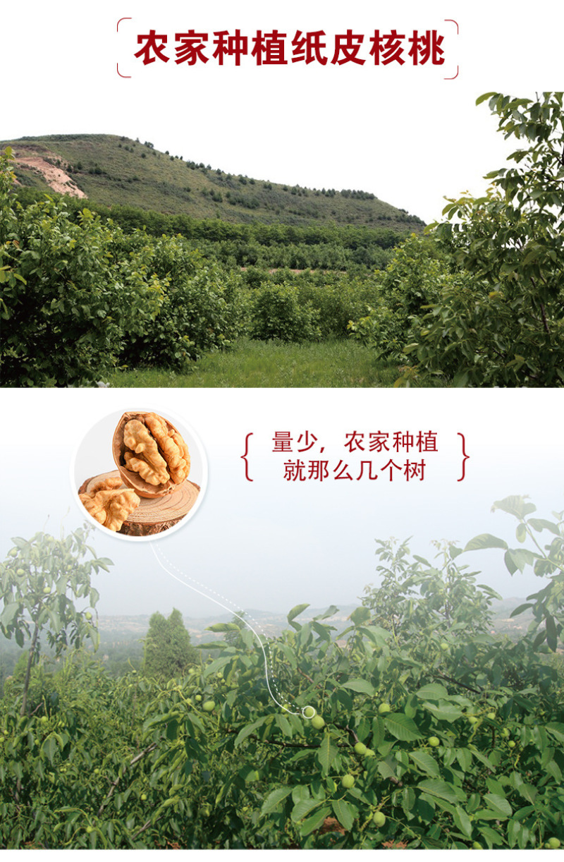 新疆核桃厂家直销薄皮核桃500g新疆坚果特产干果原味核桃