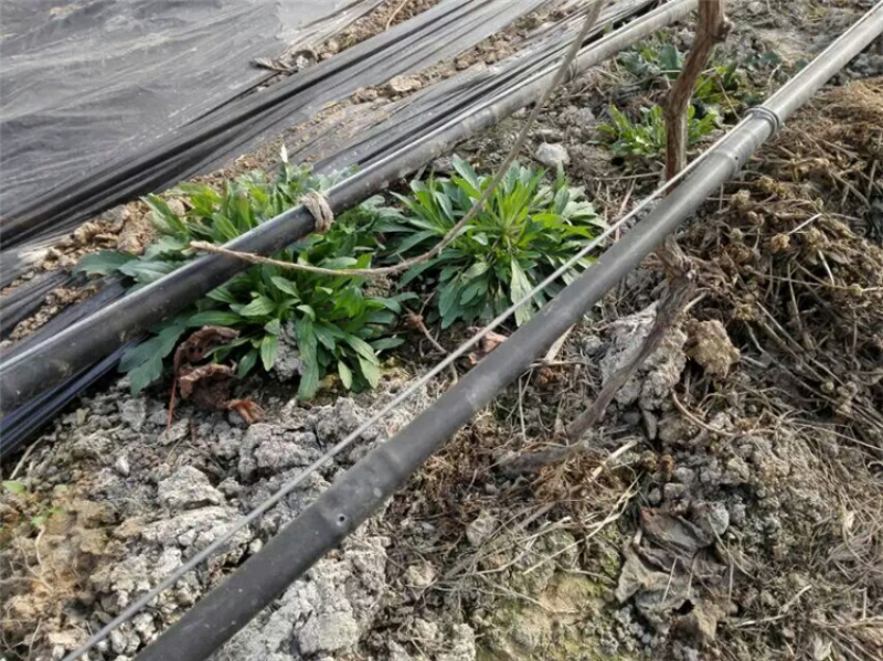 16圆柱滴灌管pe滴灌温室大棚滴灌设备葡萄滴灌