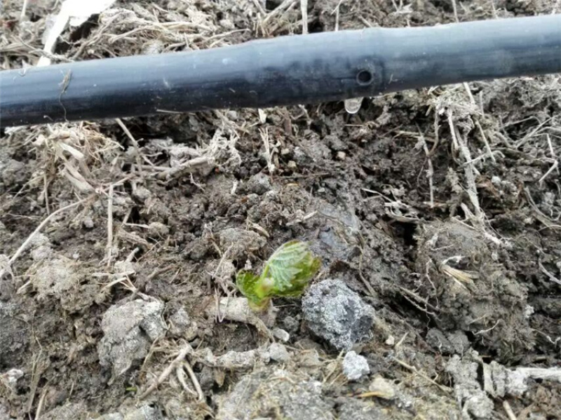 內镶圆柱滴灌管草莓滴灌大棚灌溉滴水管浇地水管果树滴灌