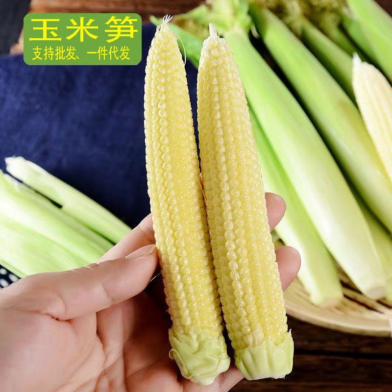 【一件代发】5斤/9斤玉米笋新鲜大量出货批发