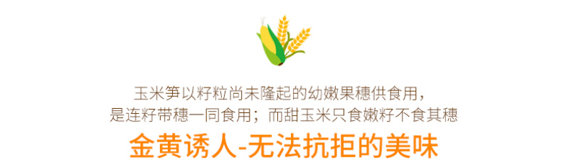 【一件代发】5斤/9斤玉米笋新鲜大量出货批发