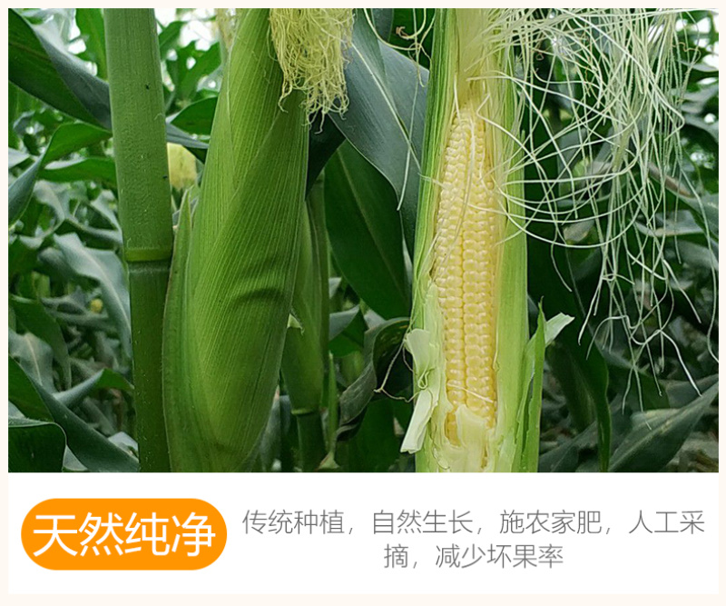 【一件代发】5斤/9斤玉米笋新鲜大量出货批发