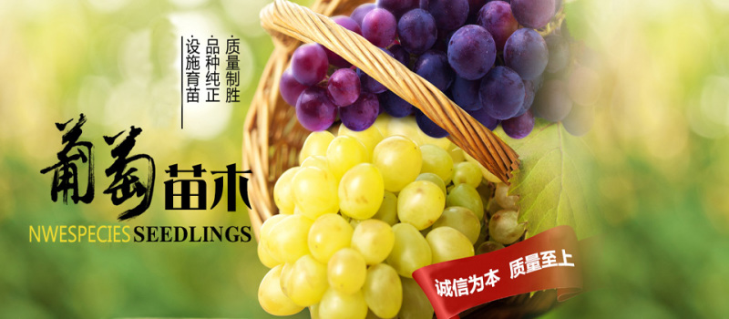 葡之梦葡萄苗新品种葡萄苗包成活基地直发，适合采摘