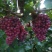 克伦生葡萄苗，天然无核葡萄苗，超甜冰葡萄苗